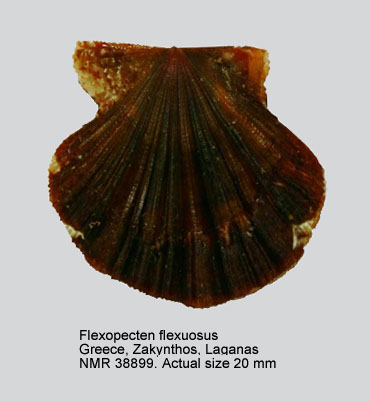 Flexopecten flexuosus (2).jpg - Flexopecten flexuosus(Poli,1795)